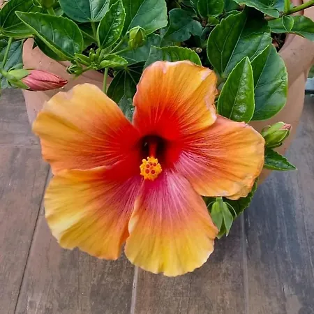 Lägenhet Hibiscus