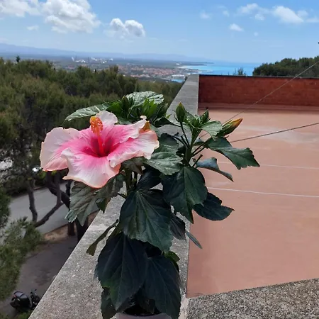 Hibiscus *